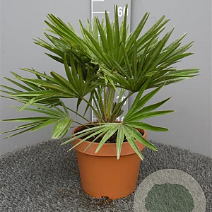 Chamaerops humilis 'Vulcano' 50-60 cm 6L