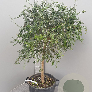 Citrus australasica 100-110 cm 20L stam