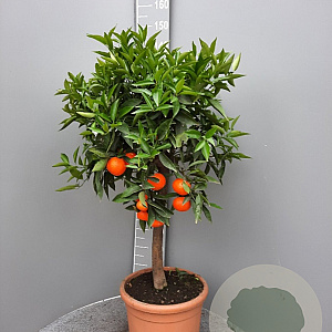 Citrus clementina 100-110 cm 20L stam
