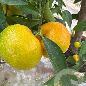 Citrus clementina 100-110 cm 20L stam