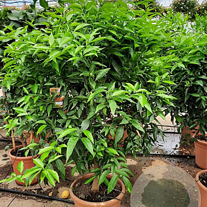 Citrus clementina 100-110 cm 20L stam