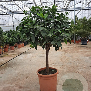 Citrus latifolia 100-110 cm 20L stam