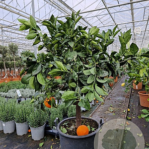Citrus sinensis 100-110 cm 20L stam