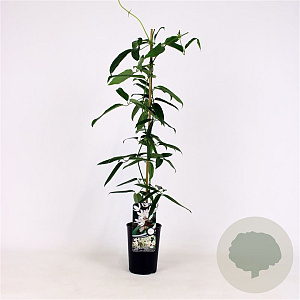 Clematis armandii 80-100 cm 2,5L