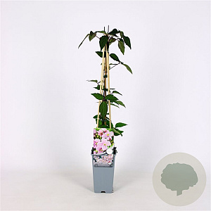 Clematis 'Mayleen' 70 cm 2,0L