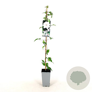 Clematis 'Miss Bateman' 80-100 cm 2,5L