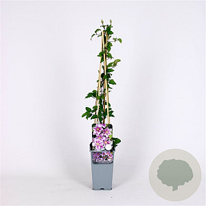 Clematis 'Piilu' 70 cm 2,0L