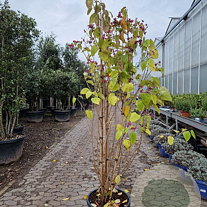 Clerodendrum trich. 'Purple Blaze' 175-200 cm container meerstammig