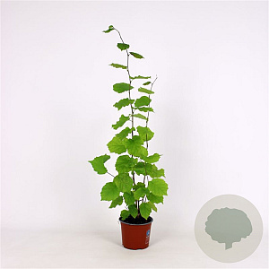 Corylus avellana 80-100 cm 5,0L struik