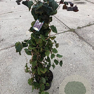 Corylus 'Red Majestic' 80-100 cm met kluit