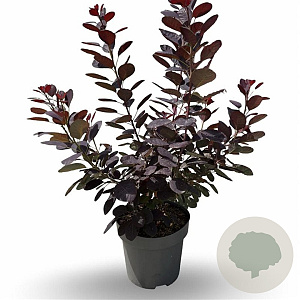 Cotinus Dusky Maiden 80-100 cm 7,5L