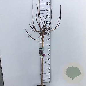 Cotinus 'Grace' 90 cm stam 7,5L