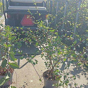 Cotoneaster lacteus 80-100 cm 5,0L