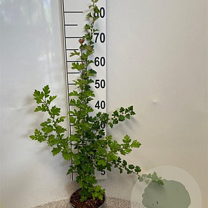 Crataegus monogyna 60-80 cm 2,0L
