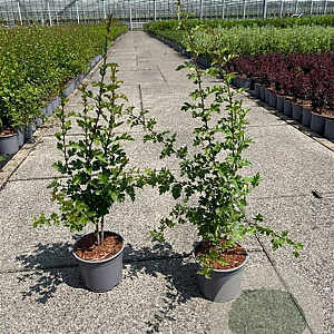 Crataegus monogyna 60-80 cm 2,0L