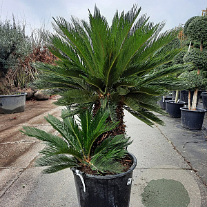 Cycas revoluta 50 cm stam container