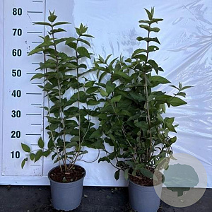 Deutzia scabra 'Plena' 60-80 cm 2,0L