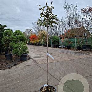 Diospyros kaki 'Vaniglia' 100 cm stam 10L