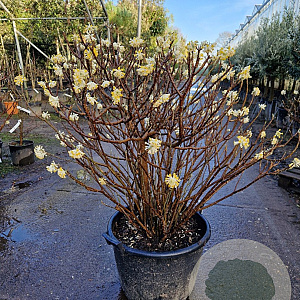 Edgeworthia chrysantha 80-100 cm 45L