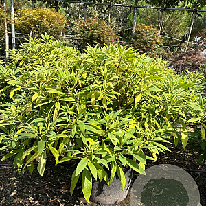 Edgeworthia chrysantha 80-100 cm 45L
