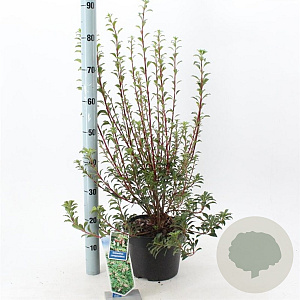 Enkianthus campanulatus 40-50 cm 5,0L