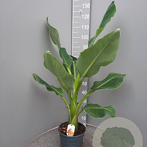 Ensete lasiocarpa GM C6L