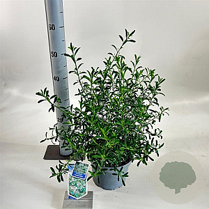 Eriostemon myoporoides 30-40 cm 3,0L