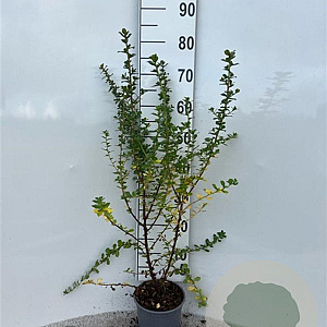 Escallonia 'Apple Blossom' 40-60 cm 2,0L