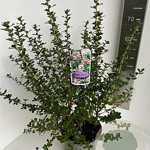 Escallonia 'Apple Blossom' 50-60 cm 5,0L