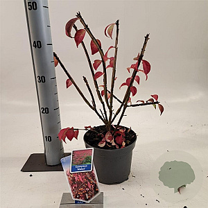 Euonymus alatus 25-30 cm 2,0L
