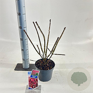 Euonymus alatus 25-30 cm 2,0L