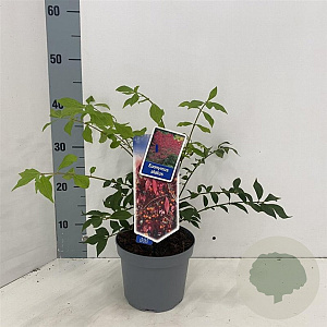 Euonymus alatus 25-30 cm 2,0L