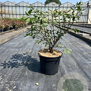 Euonymus alatus 50-60 cm 7,5L