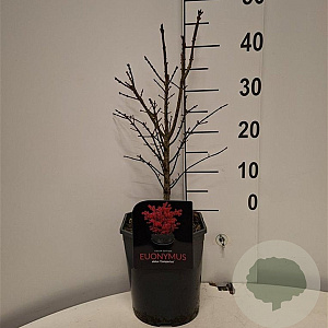 Euonymus alat. 'Compactus' 30-40 cm 5,0L