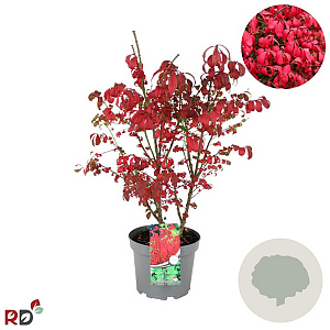 Euonymus alat. 'Compactus' 40-50 cm 5,0L