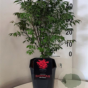 Euonymus alat. 'Compactus' 40-50 cm 5,0L