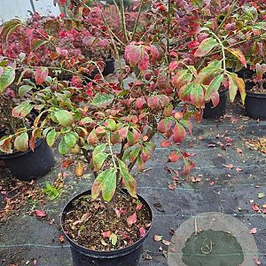 Euonymus alat. 'Compactus' 50-60 cm 5,0L