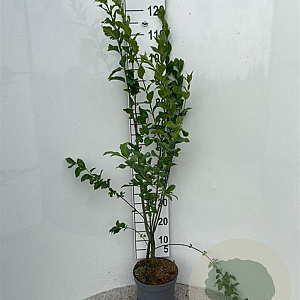 Euonymus europaeus 80-100 cm 5,0L