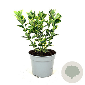 Euonymus jap. 'Ovatus Aureus' 30-40 cm 3,0L