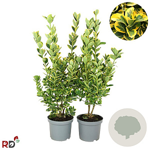 Euonymus jap. 'Ovatus Aureus' 40-50 cm 3,0L