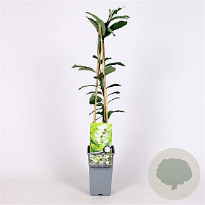 Exochorda racem. 'Niagara' 70 cm 2,0L