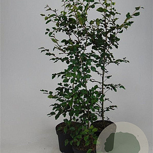 Fagus sylvatica 125-150 cm 7,5L Gestokt