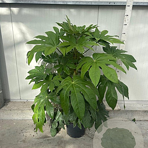 Fatsia japonica 100-125 cm 12L