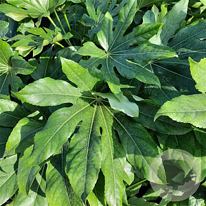 Fatsia japonica 100-125 cm 12L
