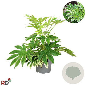 Fatsia japonica 'Spider's Web' GM 1.5