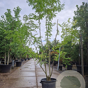 Gleditsia triacanthos inermis 300-350 cm container meerstammig