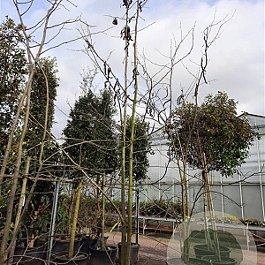 Gleditsia triacanthos inermis 450-500 cm container meerstammig