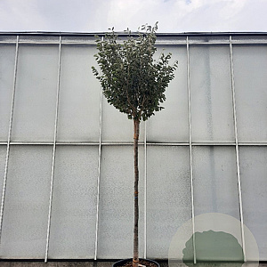 Hamamelis int. 'Arnold Promise' 200 cm stam container 18-20 leiboom