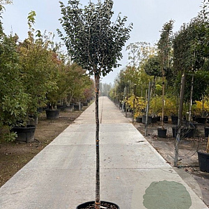 Hamamelis int. 'Arnold Promise' 200 cm stam container 18-20 leiboom