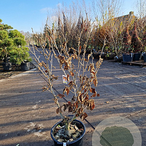 Hamamelis int. 'Jelena' 100-125 cm 30L